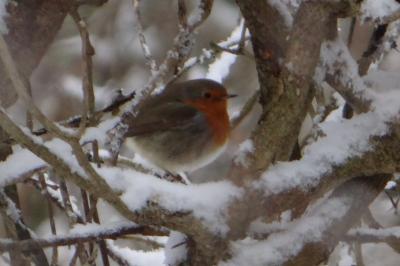 Erithacus rubecula