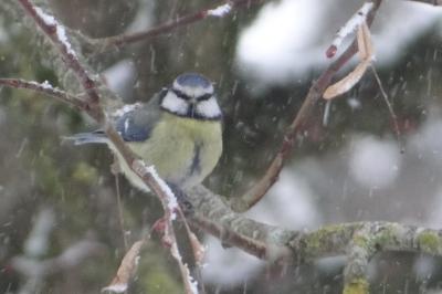 Cyanistes caeruleus