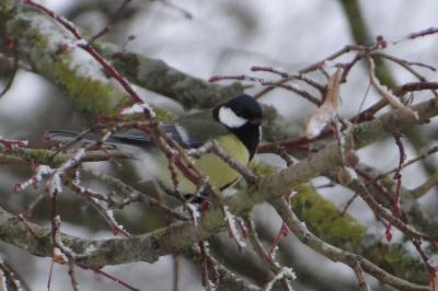 Parus major