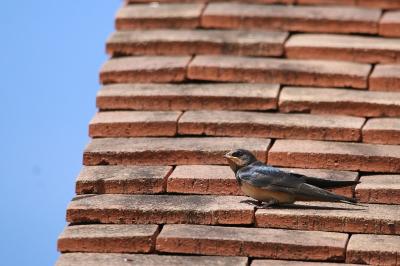 Hirondelle rustique