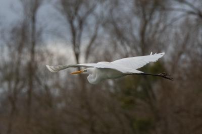 Grande Aigrette