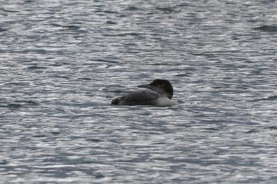 Plongeon imbrin