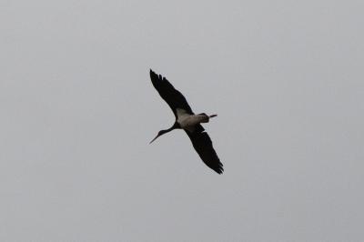 Cigogne noire