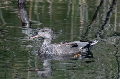 Canard chipeau