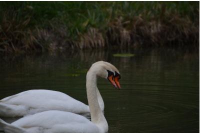 Cygne tuberculé