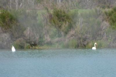 Cygne tuberculé