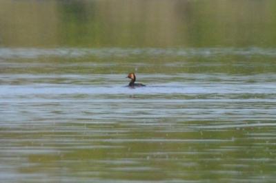 Podiceps nigricollis