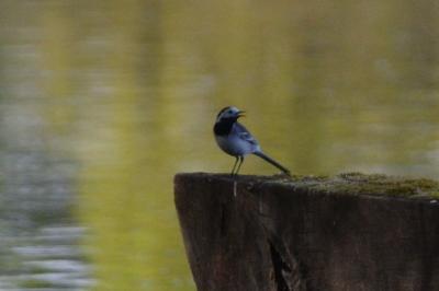Motacilla alba