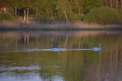 Cygne tuberculé