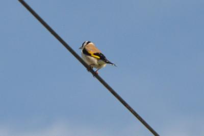 Chardonneret élégant