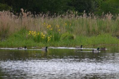 Canard colvert