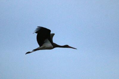 Cigogne noire