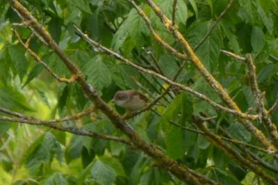 Fauvette grisette