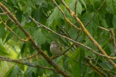 Fauvette grisette