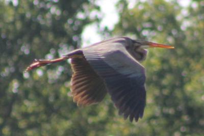 Héron pourpré