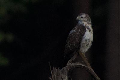 Buse variable