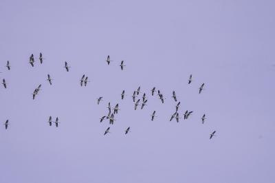 Grue cendrée