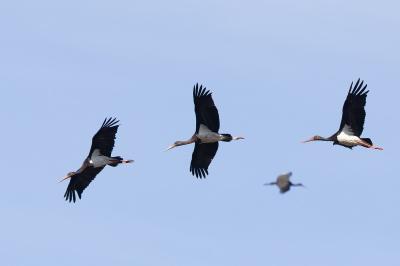Cigogne noire