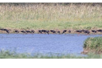 Cigogne noire