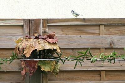 Mésange bleue
