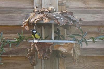 Mésange charbonnière