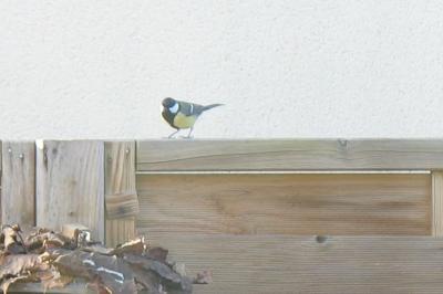 Mésange charbonnière