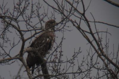 Haliaeetus albicilla