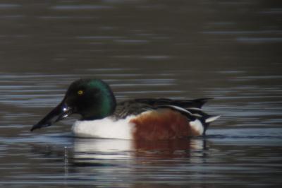 Canard souchet