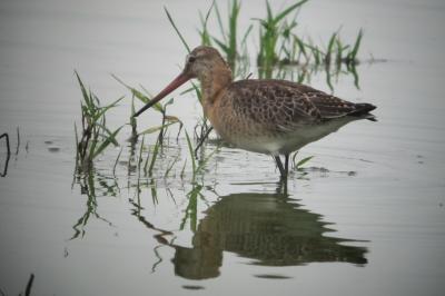Limosa limosa