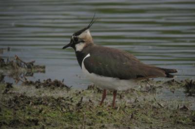Vanellus vanellus