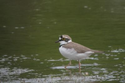 Charadrius dubius