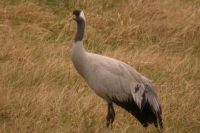 Grus grus