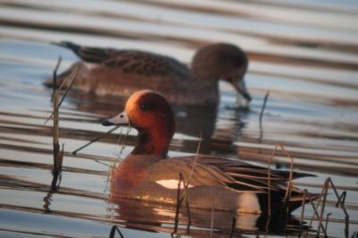 Canard siffleur