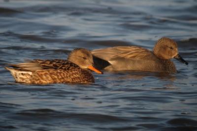Canard chipeau