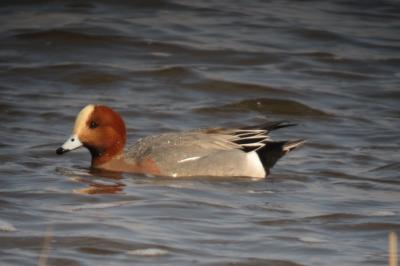Canard siffleur