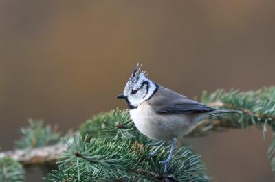 Lophophanes cristatus