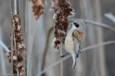 Rémiz penduline
