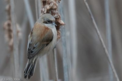 Rémiz penduline