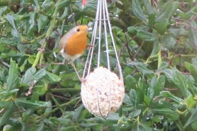 Erithacus rubecula