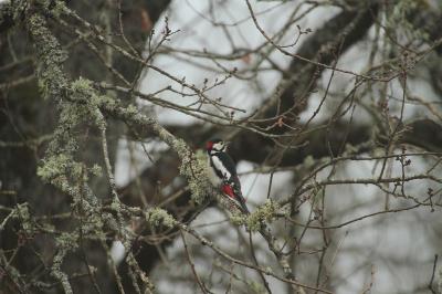 Dendrocopos major
