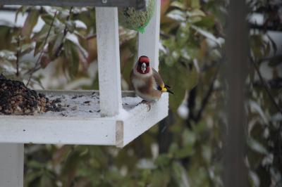 Carduelis carduelis