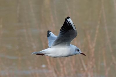 Mouette rieuse