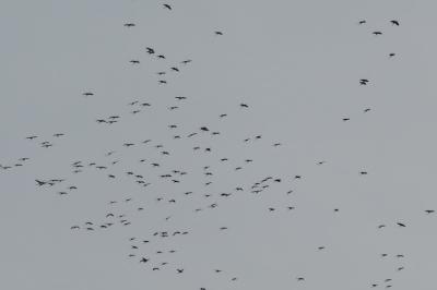 <i>Grus</i>