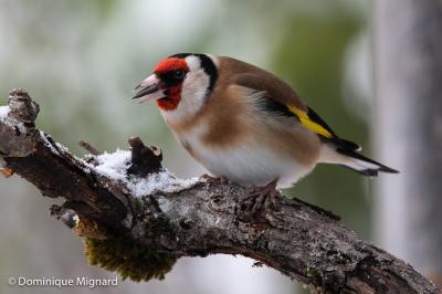 Chardonneret élégant