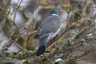 Pigeon ramier