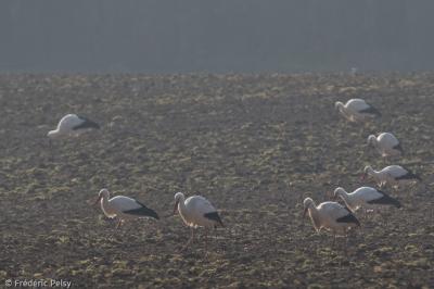 Cigogne blanche