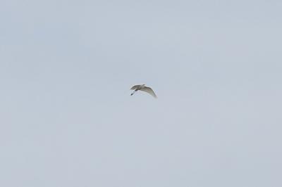 Grande Aigrette