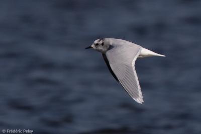 Mouette pygmée