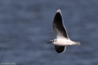 Mouette pygmée