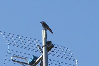 Rougequeue noir